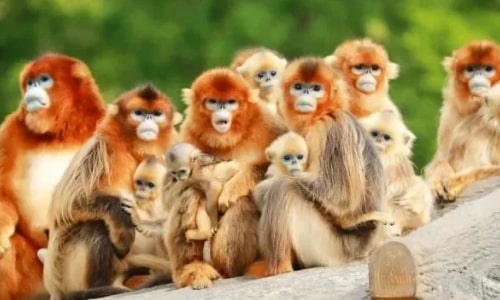 Golden Monkey